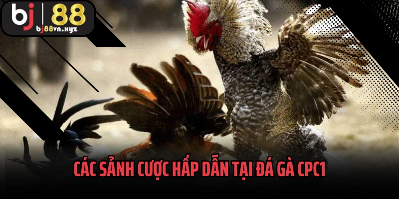 Các sảnh cược hấp dẫn tại đá gà CPC1
