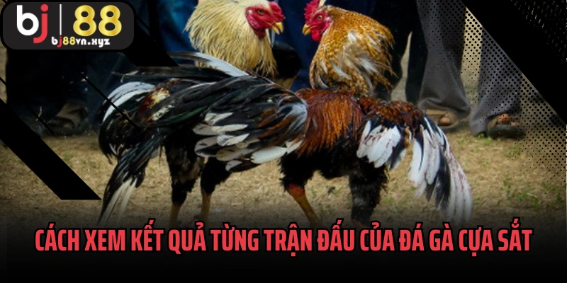Cách xem kết quả từng trận đấu của đá gà cựa sắt