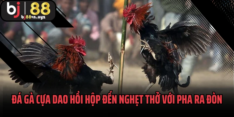Đá gà cựa dao hồi hộp đến nghẹt thở với từng pha ra đòn