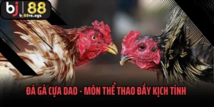 Đá Gà Cựa Dao