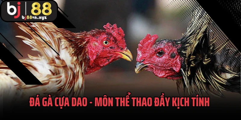 Đá Gà Cựa Dao