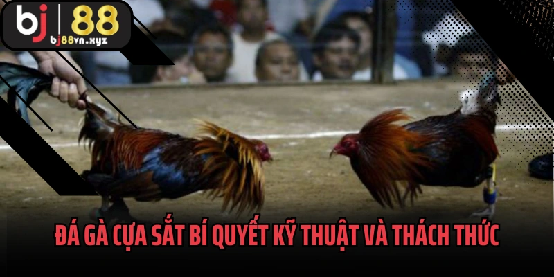 Đá Gà Cựa Sắt