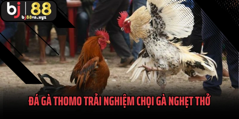 Đá Gà Thomo