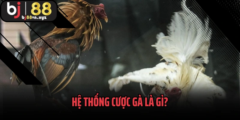 Hệ thống cược gà là gì?