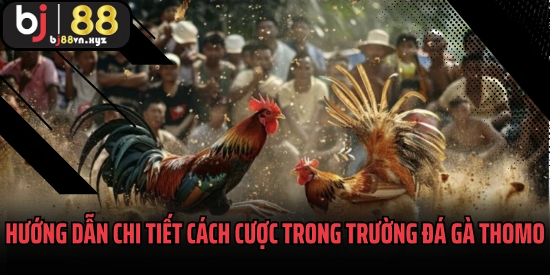 Hướng dẫn chi tiết cách cược trong trường đá gà Thomo