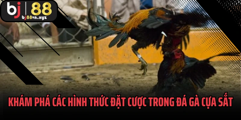 Khám phá các hình thức đặt cược trong đá gà cựa sắt