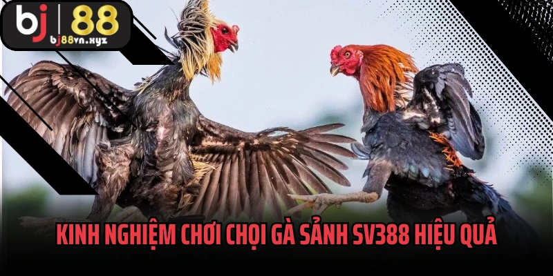 Kinh nghiệm chơi chọi gà sảnh SV388 hiệu quả