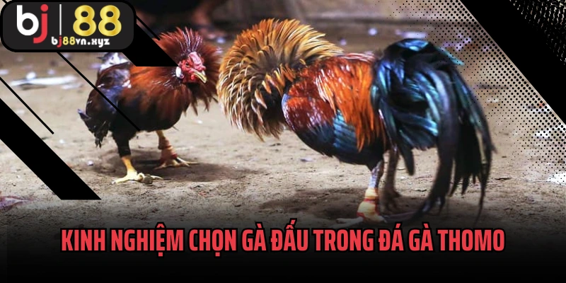Kinh nghiệm chọn gà đấu trong đá gà Thomo