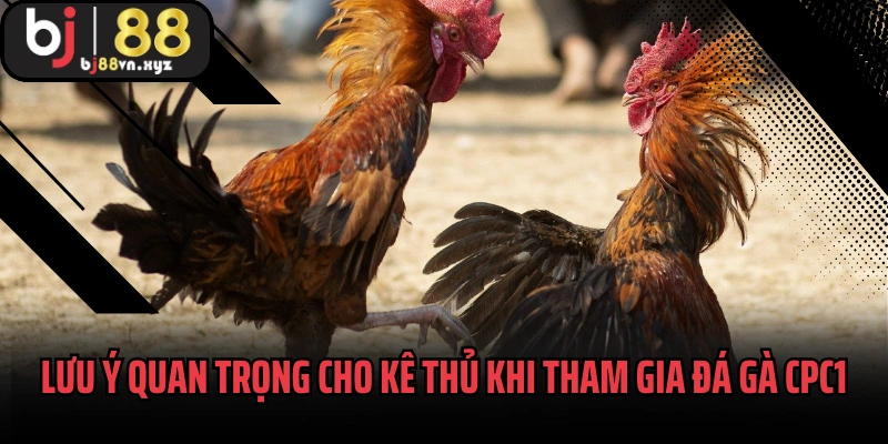 Lưu ý quan trọng cho kê thủ khi tham gia đá gà CPC1