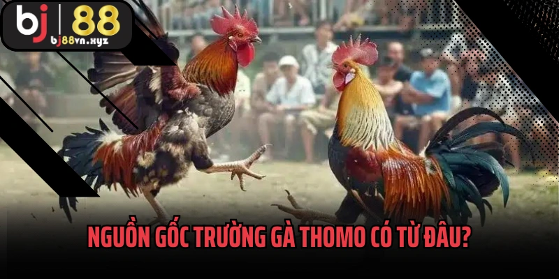 Nguồn gốc trường gà Thomo có từ đâu?