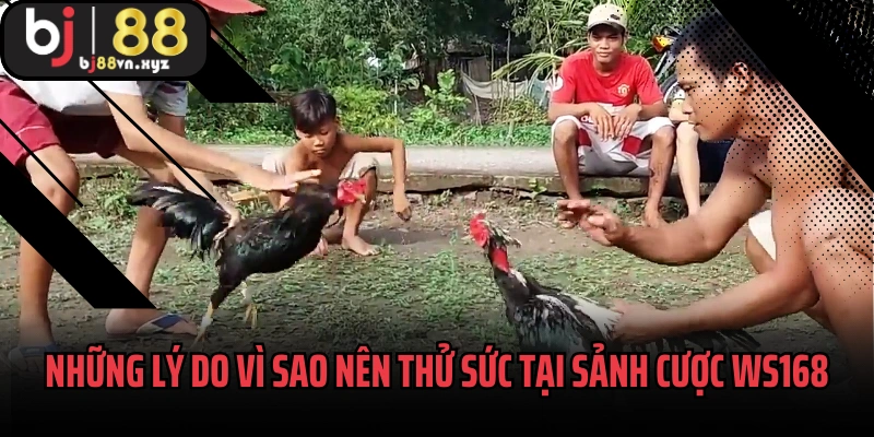 Những lý do vì sao nên thử sức tại sảnh cược WS168
