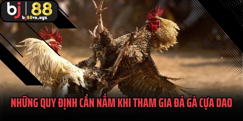 Những quy định quan trọng cần nắm khi tham gia đá gà cựa dao
