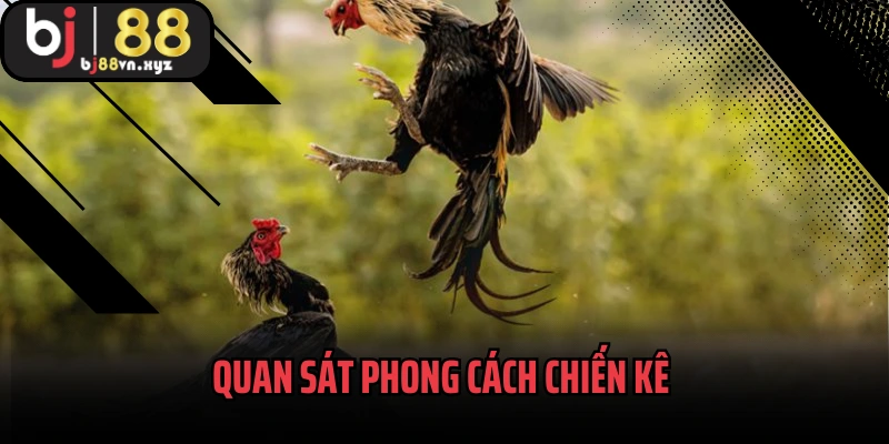 Quan sát phong cách chiến kê tìm ra ngôi sao chiến thắng