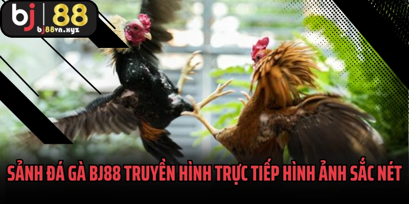 Sảnh đá gà BJ88 truyền hình trực tiếp hình ảnh sắc nét