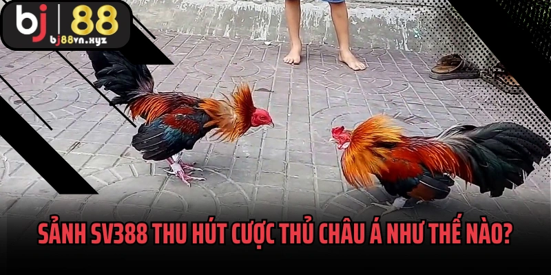 Sảnh SV388 thu hút cược thủ Châu Á như thế nào?