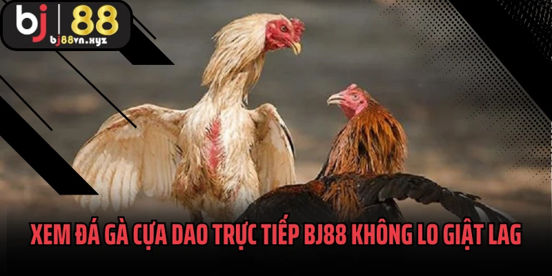 Xem đá gà cựa dao trực tiếp tại BJ88 không lo giật lag